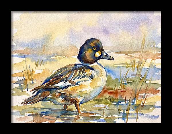 Goldeneye Duck In Watercolor