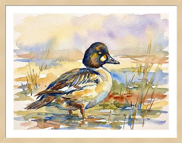 Goldeneye Duck In Watercolor