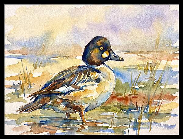 Goldeneye Duck In Watercolor