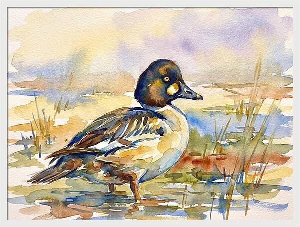 Goldeneye Duck In Watercolor