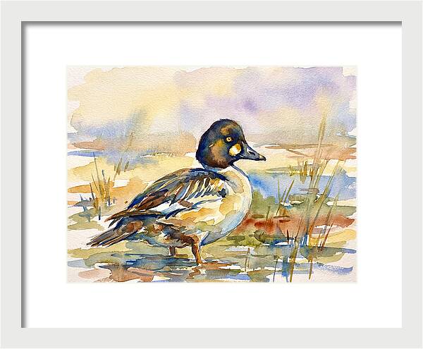Goldeneye Duck In Watercolor