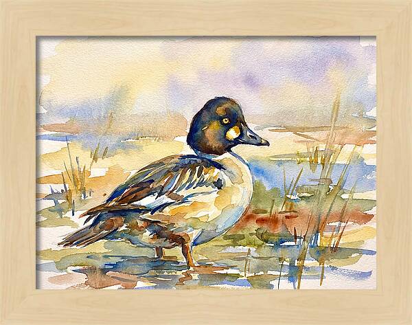 Goldeneye Duck In Watercolor