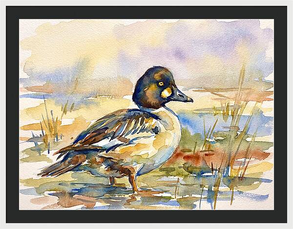 Goldeneye Duck In Watercolor