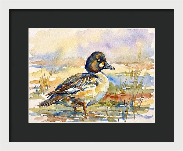 Goldeneye Duck In Watercolor