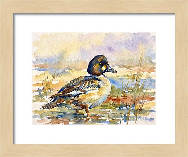 Goldeneye Duck In Watercolor