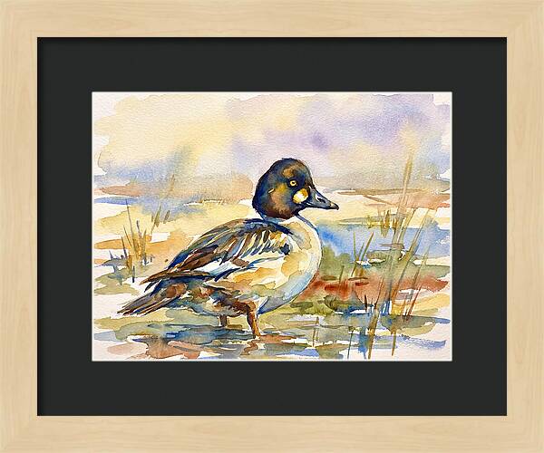 Goldeneye Duck In Watercolor