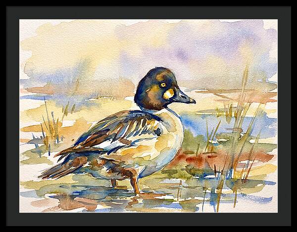 Goldeneye Duck In Watercolor