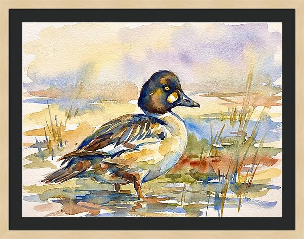 Goldeneye Duck In Watercolor