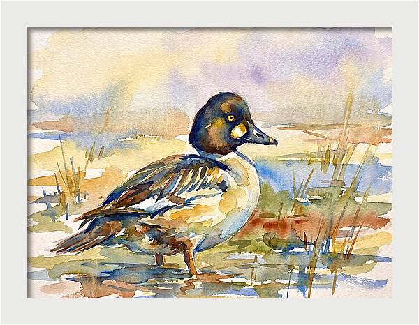 Goldeneye Duck In Watercolor