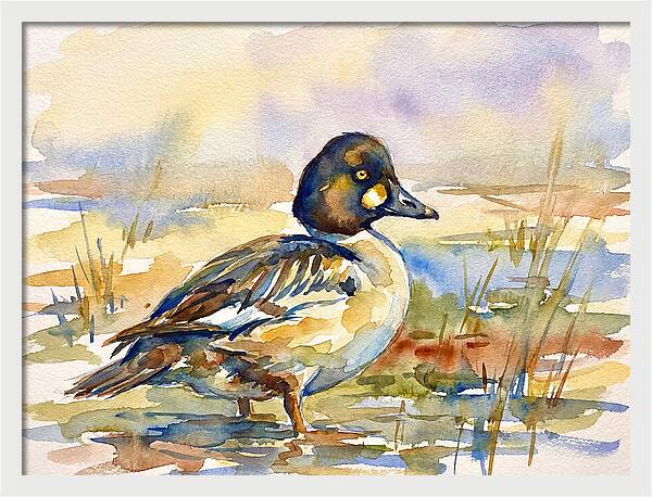 Goldeneye Duck In Watercolor