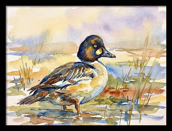 Goldeneye Duck In Watercolor