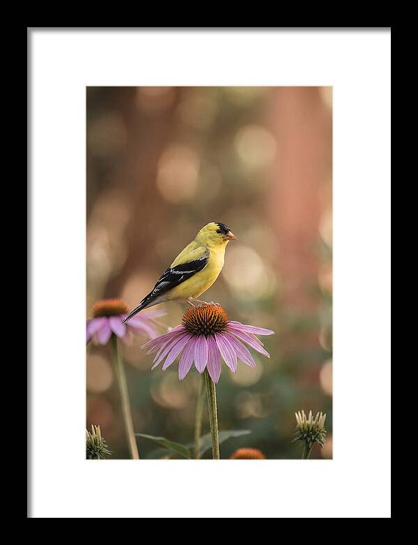 Goldfinch On Purple Coneflower
