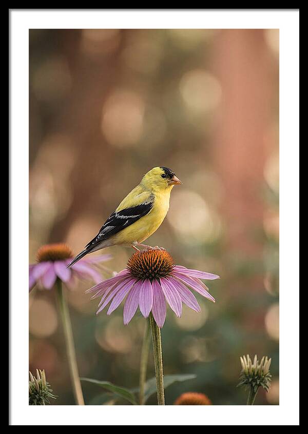 Goldfinch On Purple Coneflower