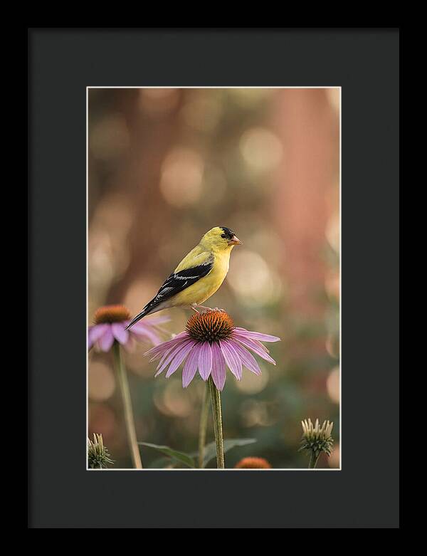 Goldfinch On Purple Coneflower
