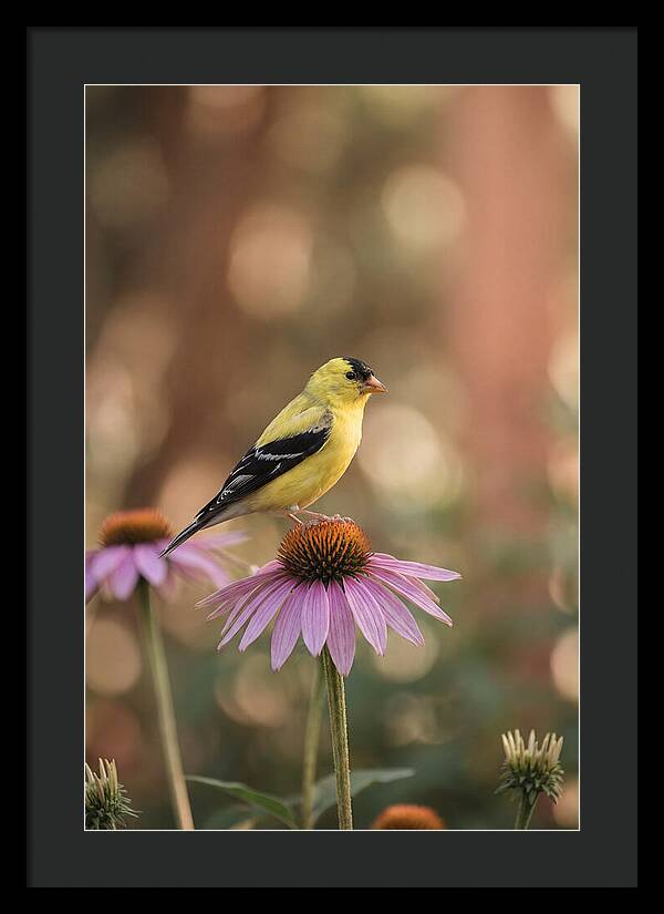 Goldfinch On Purple Coneflower