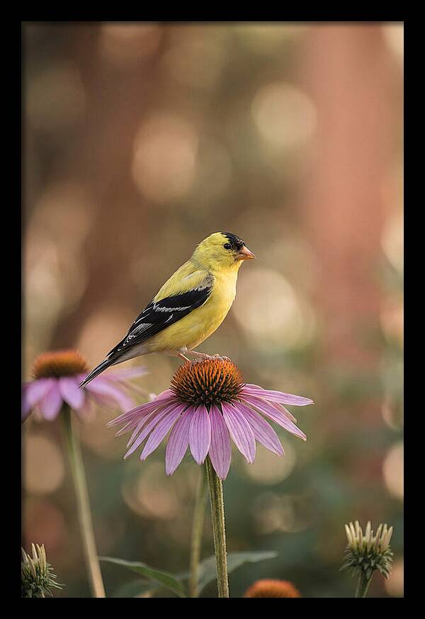 Goldfinch On Purple Coneflower