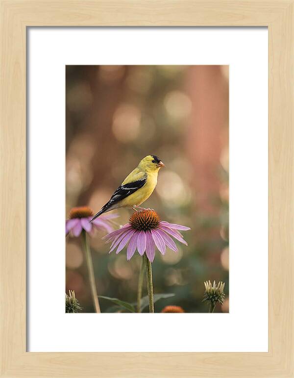 Goldfinch On Purple Coneflower