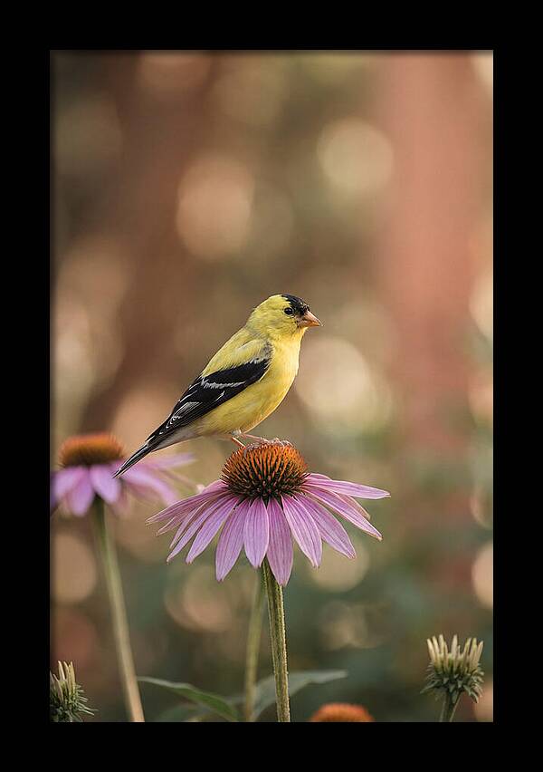 Goldfinch On Purple Coneflower