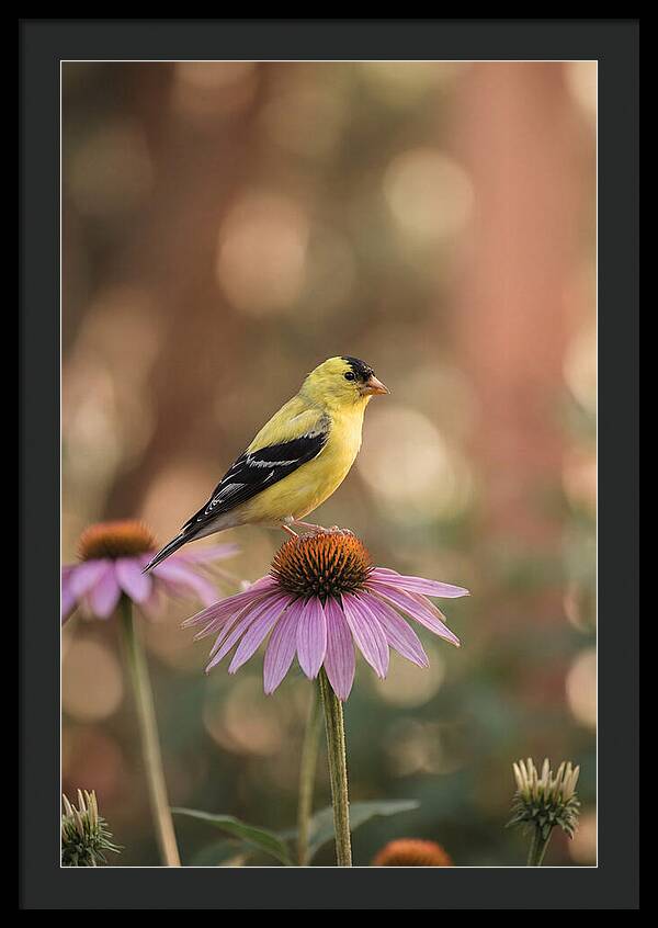 Goldfinch On Purple Coneflower