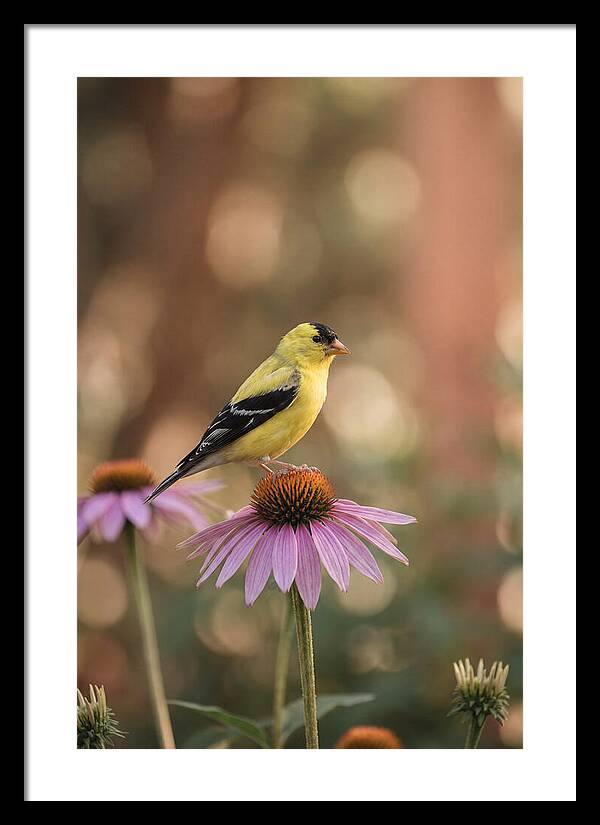 Goldfinch On Purple Coneflower