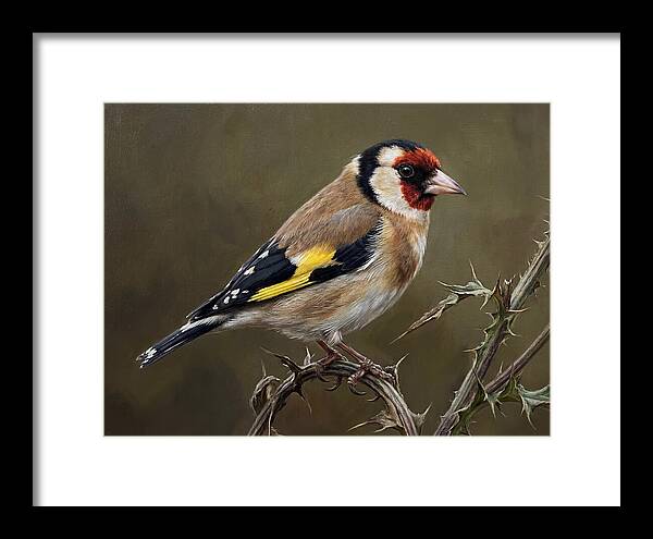 Goldfinch Perched On Thorns