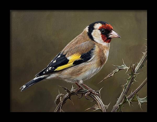 Goldfinch Perched On Thorns
