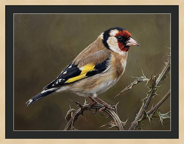 Goldfinch Perched On Thorns