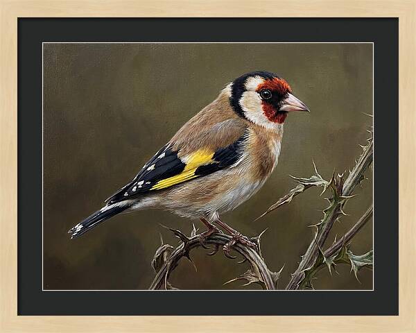 Goldfinch Perched On Thorns