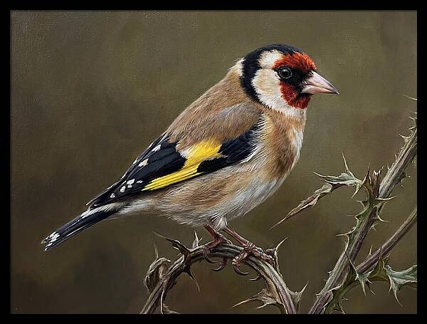 Goldfinch Perched On Thorns