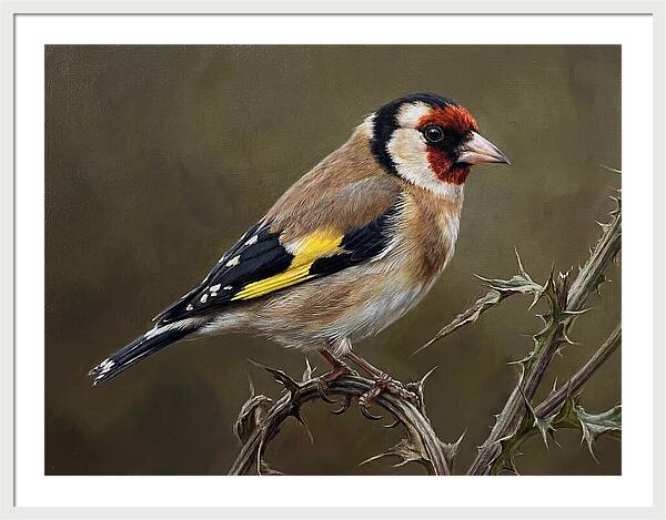 Goldfinch Perched On Thorns