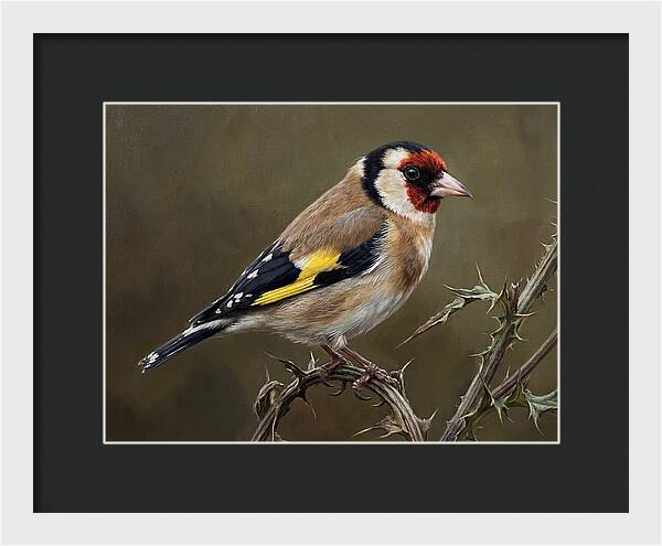 Goldfinch Perched On Thorns