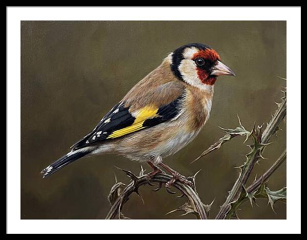 Goldfinch Perched On Thorns