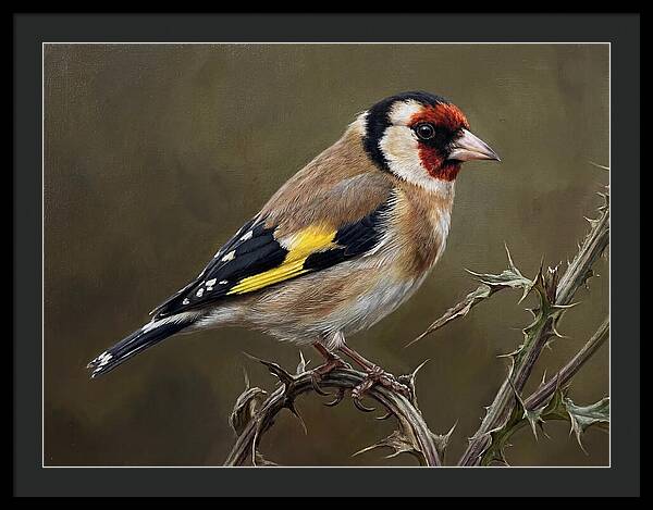 Goldfinch Perched On Thorns
