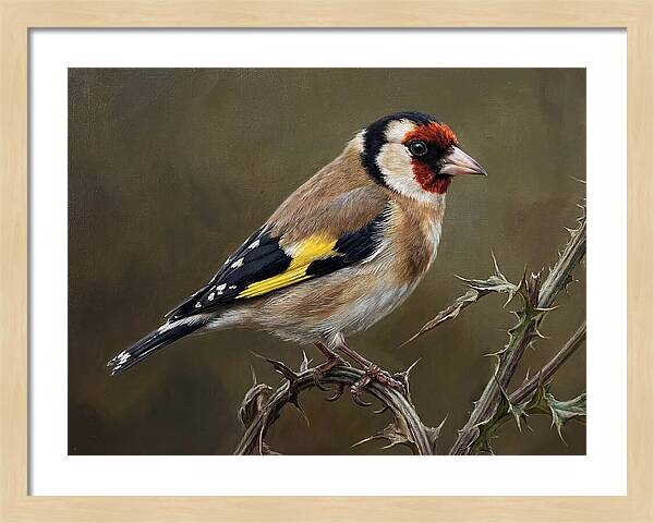 Goldfinch Perched On Thorns