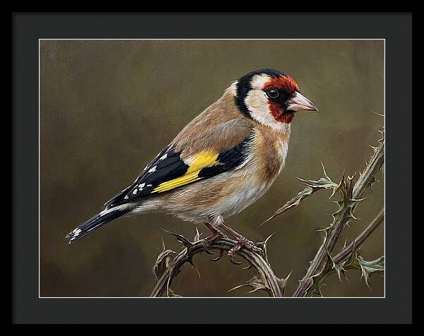 Goldfinch Perched On Thorns