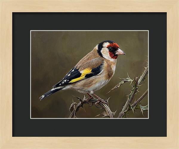 Goldfinch Perched On Thorns