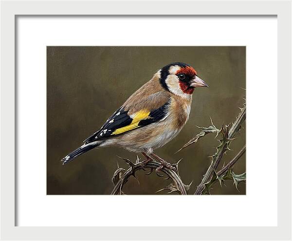 Goldfinch Perched On Thorns