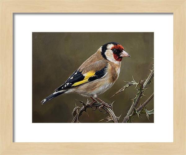 Goldfinch Perched On Thorns