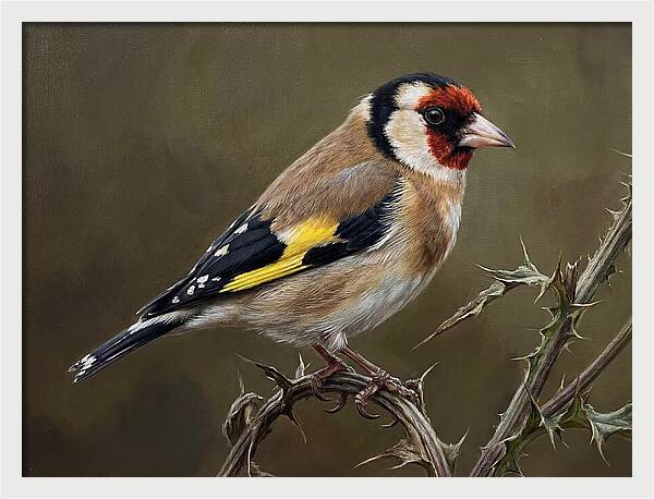 Goldfinch Perched On Thorns