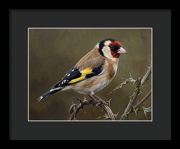 Goldfinch Perched On Thorns