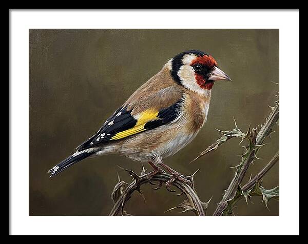 Goldfinch Perched On Thorns