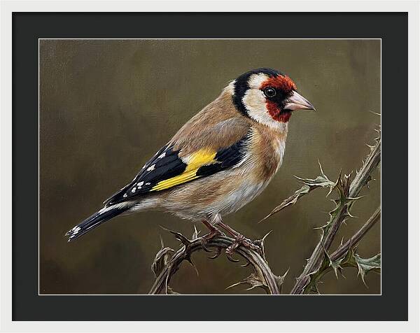 Goldfinch Perched On Thorns