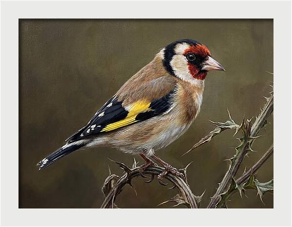 Goldfinch Perched On Thorns