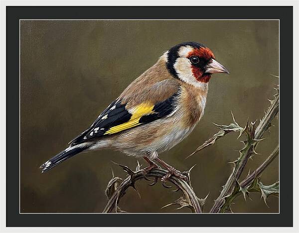 Goldfinch Perched On Thorns