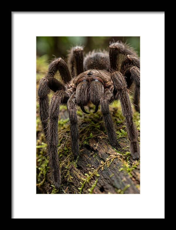 Goliath Birdeater Closeup