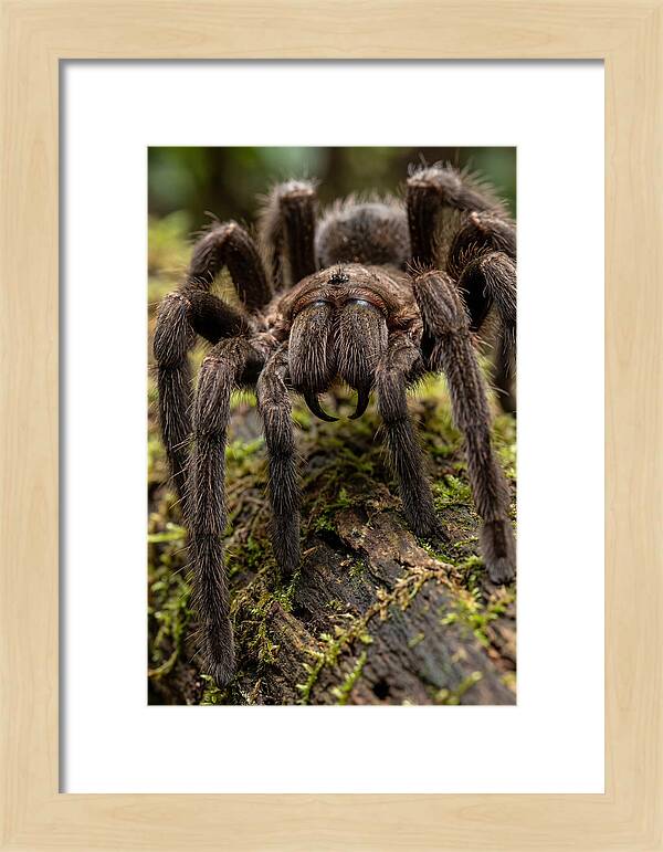 Goliath Birdeater Closeup