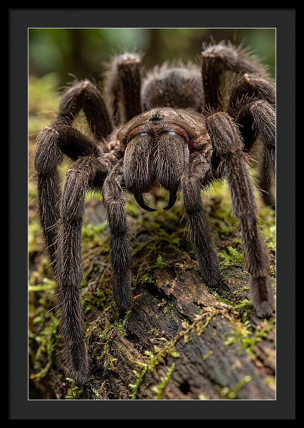 Goliath Birdeater Closeup