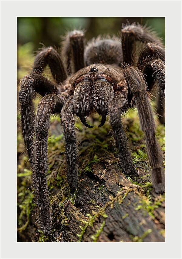 Goliath Birdeater Closeup