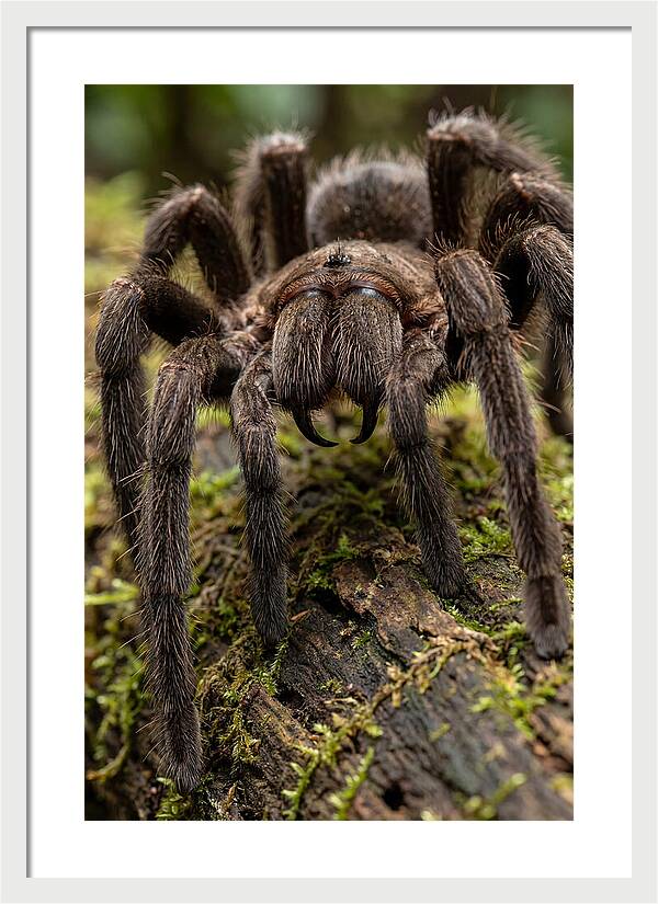 Goliath Birdeater Closeup