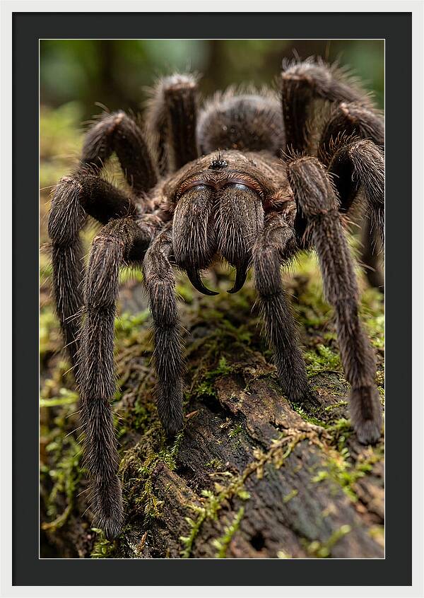 Goliath Birdeater Closeup